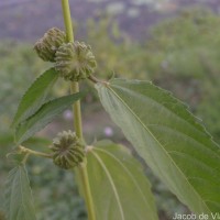 Corchorus capsularis L.